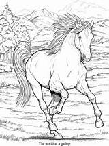 Paarden Colorare Topkleurplaat Paard Cavallo Ausmalbilder Pferde Corre Moeilijke Printen Wildnis Paardrijden Ausmalen Adulti Antistress Gazo sketch template