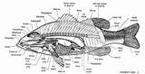Internal Labeled Labelled Bass Anatomical Largemouth Fishes Australianmuseum sketch template