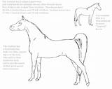 Horse Coloring Arabian Pages Adult Head Drawing Getcolorings Print Results Getdrawings Color sketch template