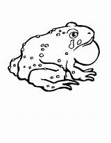 Bullfrog Crying Sad Coloring Pages sketch template