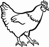 Hen Clipart Chicken Outline Drawing Clip Rooster Collection Transparent Library Clipartmag Freeuse Stock Webstockreview Monochrome Pinclipart Kindpng Clipartof sketch template