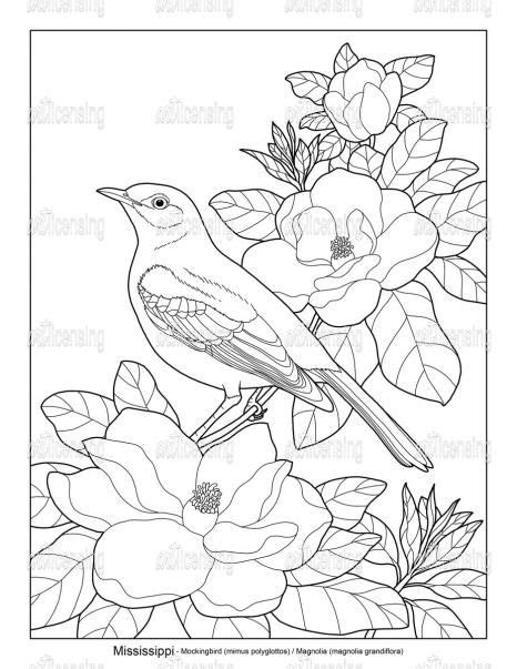 state birds  flowers ms art licensing coloring book art animal