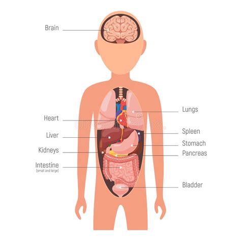 diagram internal organs stock vector illustration  healthcare