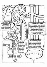 Kidney Physiology Immune Ausmalbilder Momjunction Binder Nursing Excretor Science Anatomie Covers Mc2 Students Ensenanza sketch template