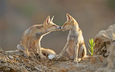 foxes kiss photograph by shlomo waldmann fine art america