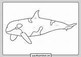 Orca Killer Dibujo Orcas Iluminar Oso Fáciles Princesas Abcworksheet sketch template