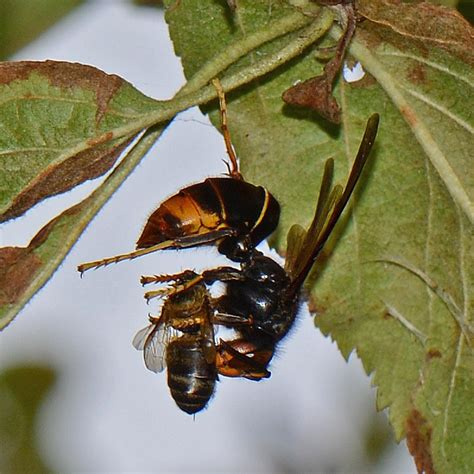 aziatische hoornaar palmt  razend tempo ons land  meldingen door de burger van harte