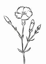 Carnation Coloring Pages Carnations Crimson Printable Kids Categories sketch template