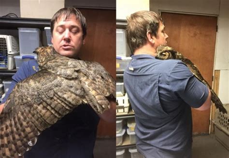 Gigi The Great Horned Owl Greets Her Rescuer With The