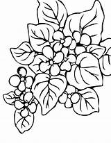 Begonia Colorare Designlooter sketch template