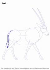 Oryx Step Beisa Draw Drawing Drawingtutorials101 Tutorials sketch template