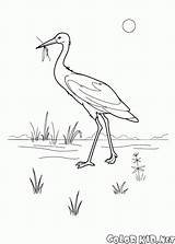 Cicogna Stork Cegonha Colorkid Bocian Kolorowanki Aves Cigüeña Fliegen Oiseaux Coloriage Kolorowanka Uccelli Colorir Coloriages sketch template