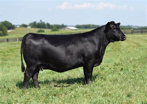 boyd beef cattle elite angus female sale  pulse