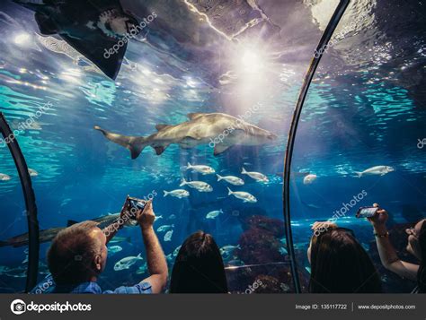 aquarium  barcelona stock editorial photo  fotokon