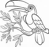 Toucan Getdrawings Getcolorings Colorings sketch template