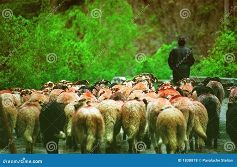 shepard leads  flock  sheep stock photo image  managing trust