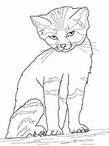 Cat Coloring Pages Printable Kids sketch template