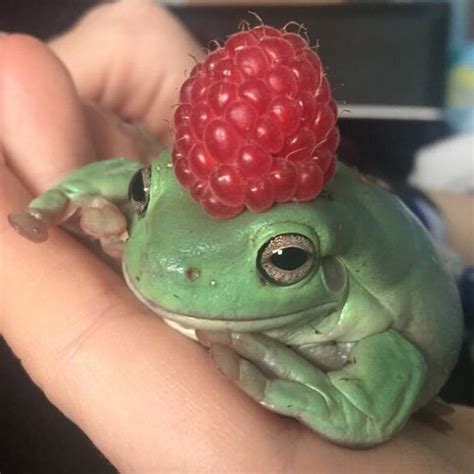 cute rasp froggy  duty rfrogs