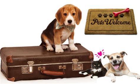 pet friendly destinations  travel   pet   world