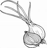 Coloring Onion Pages Onions Popular Sliced sketch template