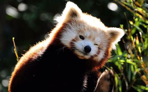 funny cute red panda images funny  cute animals