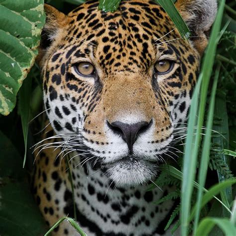 image result  jaguar animal photography animals cat photo