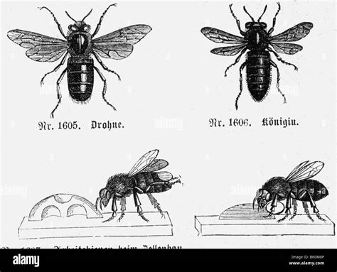 drone insects black  white stock  images alamy