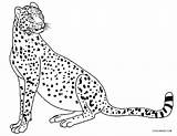 Gepard Geparden sketch template