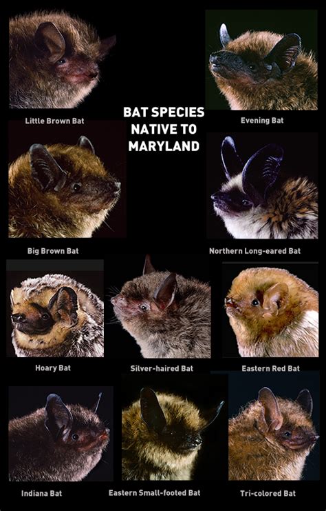 resource marylands native bats  backyard naturalist