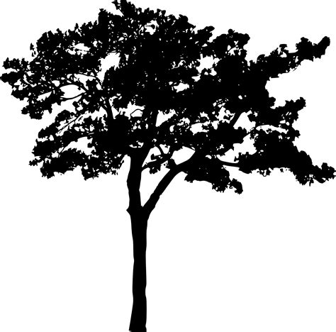 black tree silhouette png  png image