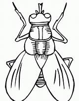 Insect Coloring Pages Drawing Kids Printable Microscope Insects Bug Fly Bugs Primarygames Outline Worksheet Cartoon Color Clipartmag Books Light Clipart sketch template