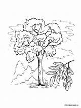 Ash Coloring Tree Pages Trees sketch template