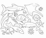 Marine Coloring Life Pages Getcolorings sketch template