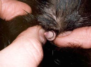 Man having sex with a cat