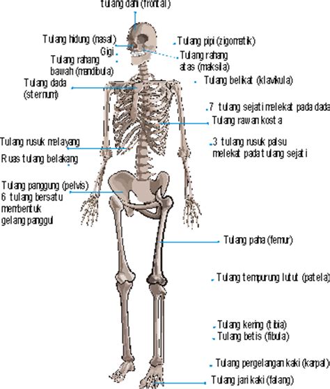 anatomi fisiologi anatomi fisiologi rangka manusia