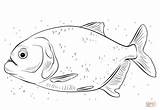 Coloring Piranha Pages Red Bellied Drawing sketch template