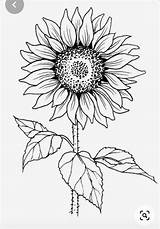 Sunflower Outline Girasol Girasoles Flores Sunflowers Colouring Sketches Zeichnen Embroidered Clipart Sonnenblume Bing Sonnenblumen Binged Blumen Ausmalbilder sketch template