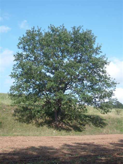 filethe oak treejpg wikimedia commons