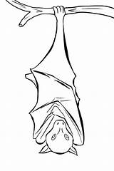 Bat Coloring Upside Down Bats Pages Sleeping Template Drawing Fruit Twins Hanging Minnesota Kids Color Clipart Printable Getcolorings Getdrawings Cross sketch template