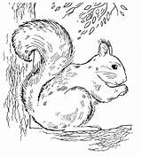 Pages Squirrel Nut Squirrels sketch template