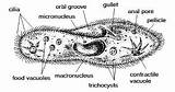 Coloring Pages Wikispaces Protists Paramecium sketch template
