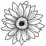 Coloring Flower Pages Beccysplace Ca sketch template
