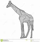 Coloritura Giraffa Adulti Vettore sketch template