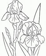 Iris Coloring Flower Pages Popular sketch template