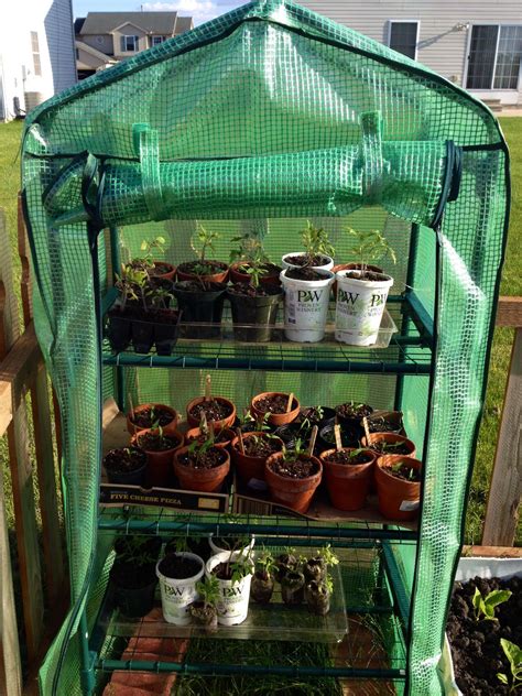 greenhouse  growing tomato plants   seed simple