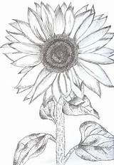 Sunflower Drawing Beginners Harunmudak sketch template