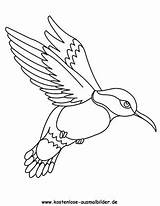 Colibri Hellokids Colorier Oiseaux Coloriages Oiseau Tiere Voegel Azcoloriage Vögel Toucan sketch template