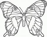 Monarca Mariposa Colorear Tattoo sketch template