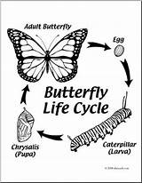 Getdrawings Monarch Metamorphosis sketch template