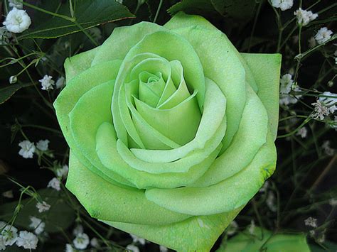 allinallwalls  beautiful green roses   world